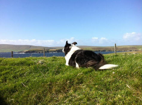 Looking out to sea above Lerwick