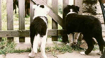 Pups attentively watch some cows through a gate