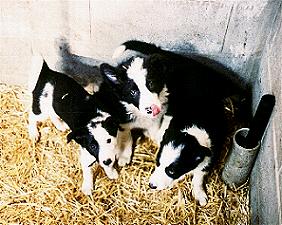 Farm bred Pups in a pen
