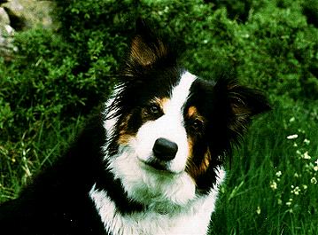 Tess.JPG (26417 bytes)
