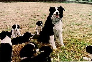 Tod and some pups