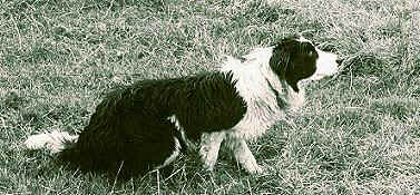 A working dog ready to go