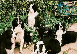 Group of dogs at a foster home