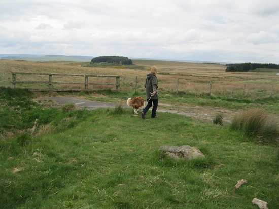 Up on the moors