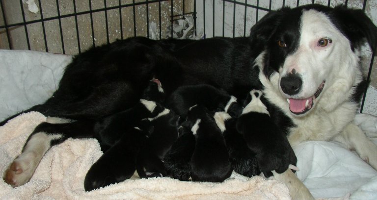sally and pups 1