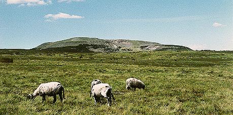 Sheep
