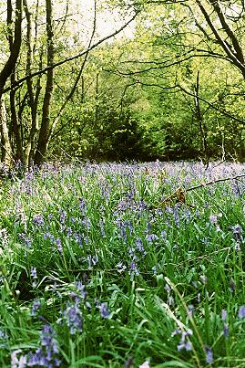 Bluebell Wood.JPG (54522 bytes)