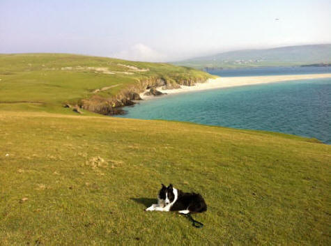 A small dog on a large hill